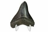 Nice, Fossil Megalodon Tooth - Georgia #145432-2
